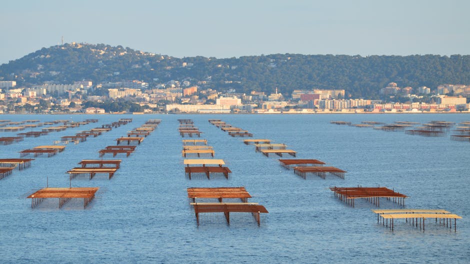 Viñedos en espaldera en Rías Baixas con ría al fondo