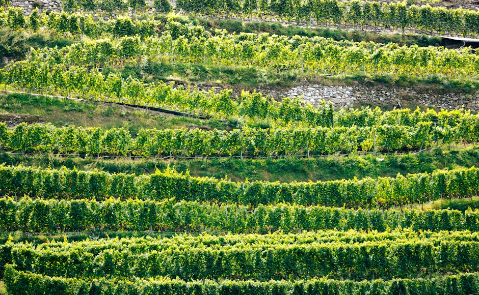 Terrazas de viñedo en Priorat sobre suelo de llicorella